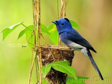 gorgeous_birds_blue20flycatcher20pop.jpg